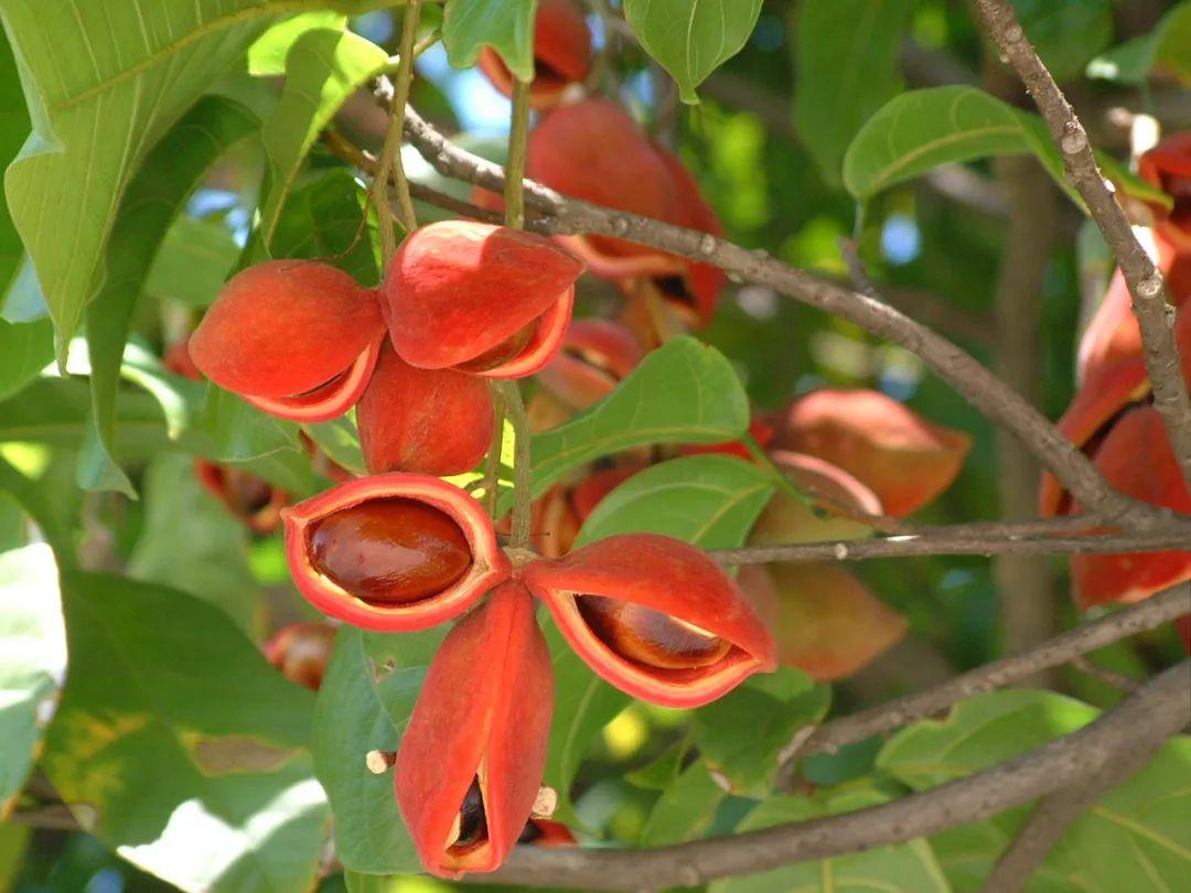 真假香苹婆丨花颜鸟语