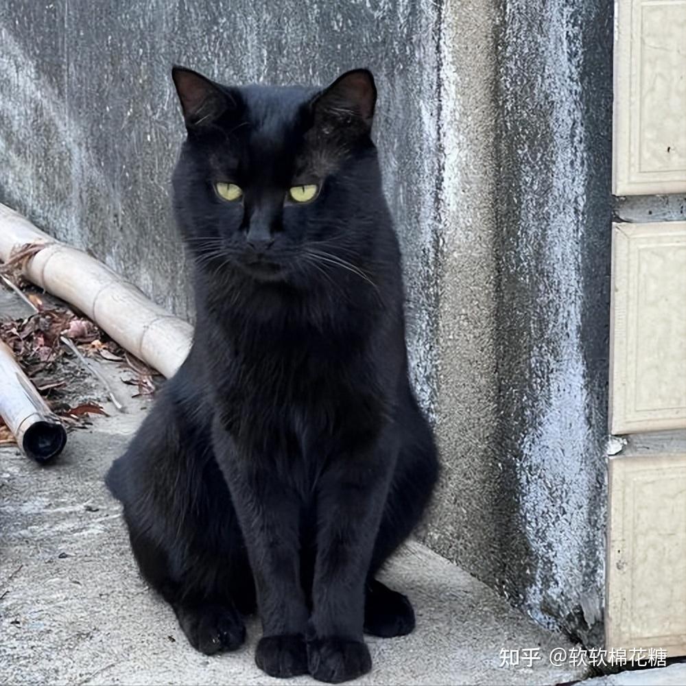 老一辈说的旺家猫都有以下特征错过了就可惜了