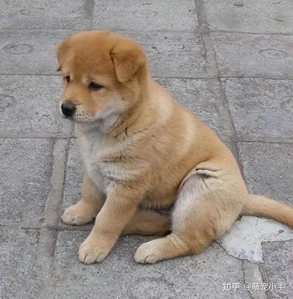 土狗品种那么多，每个区域的都各有千秋 - 知乎
