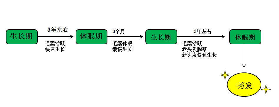 头发的生长周期