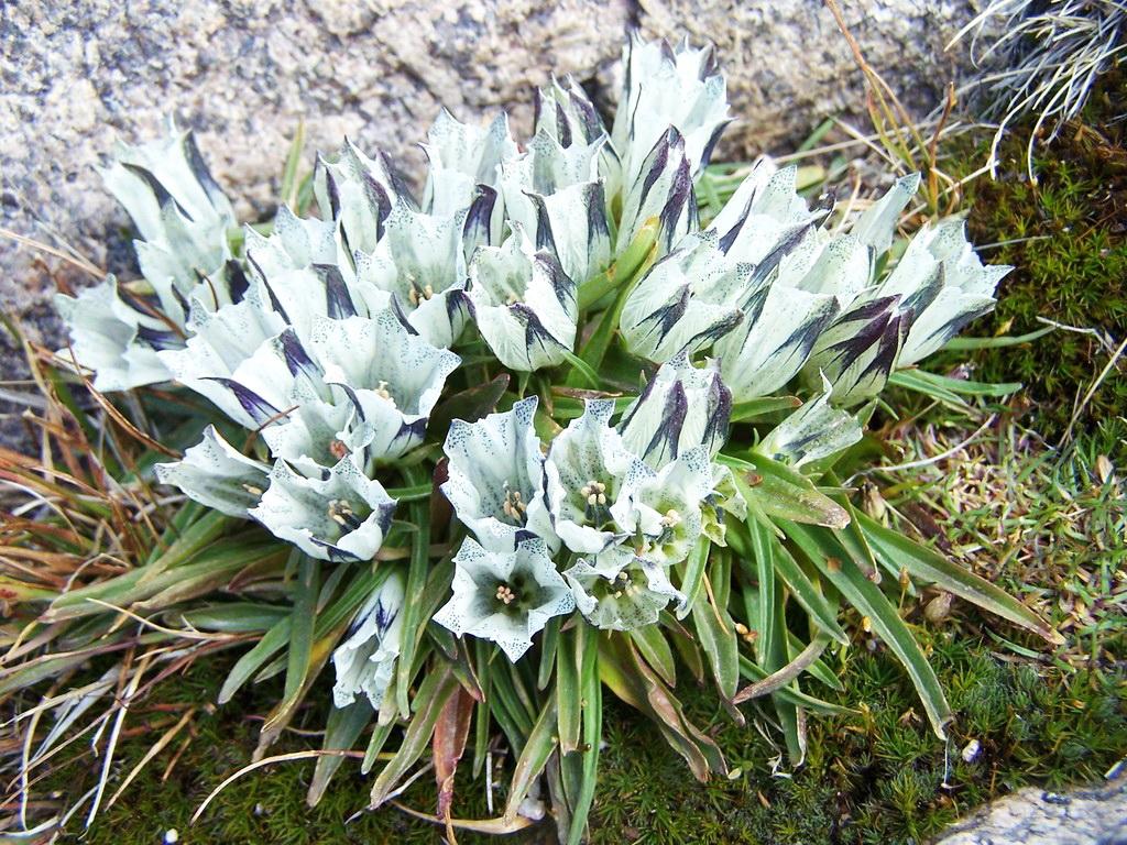 南极跟北极有什么植物