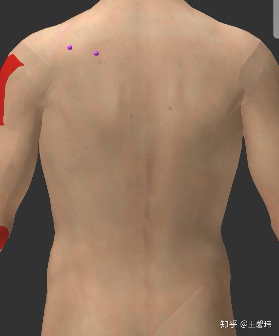 那些被我们忽略的小肌肉系列之冈上肌