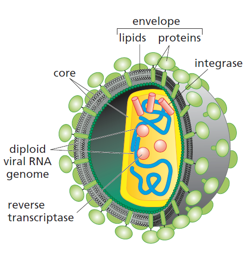 癌生物学笔记11肉瘤病毒