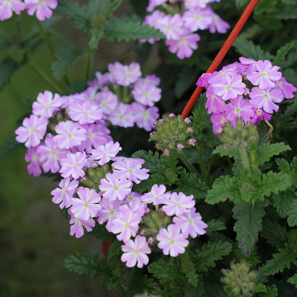 植物界中的草花皮实好养花期长的美女樱