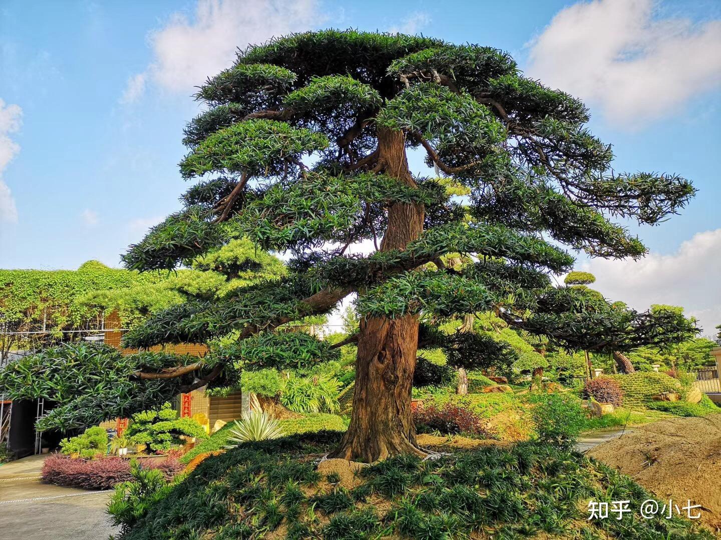 若有机会遇到罗汉松，别错过，用这些方法，能做成让人羡慕的盆景- 知乎