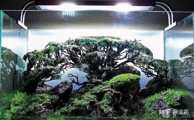 水草造景大师天野尚的做景构图十训