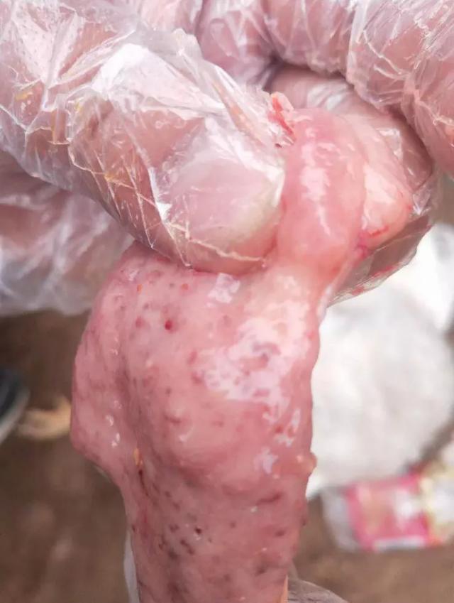 蛋鸡前殖吸虫蛋壳质量下降用输卵管炎药没用