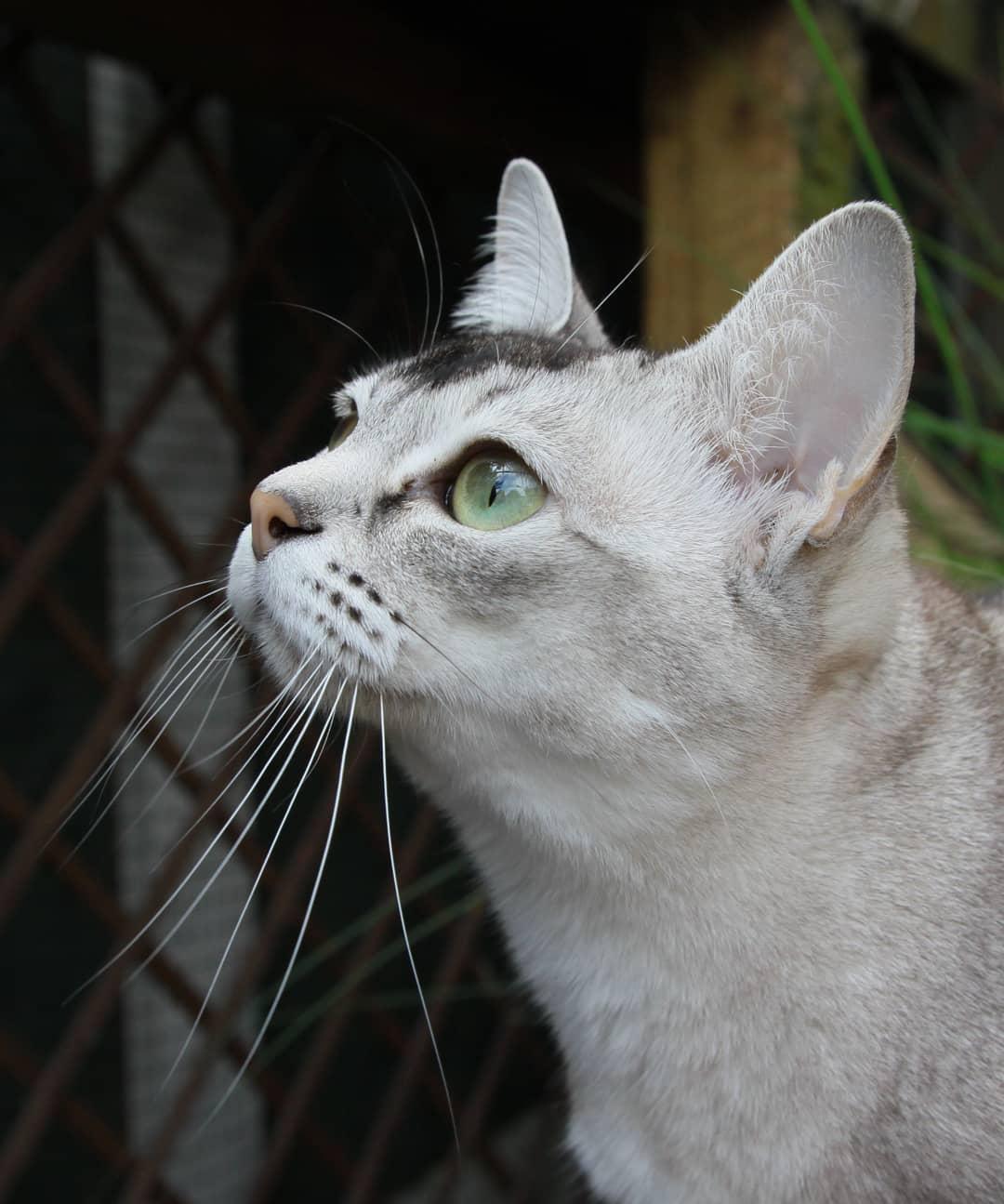 吸猫大会:波米拉猫eevee