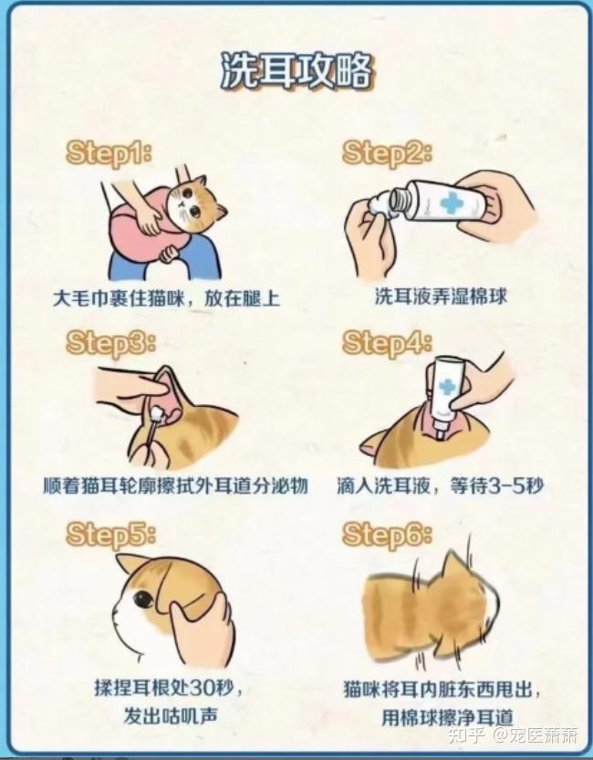 猫咪耳螨是什么样的?猫耳螨治疗攻略分享(新手养猫收藏)
