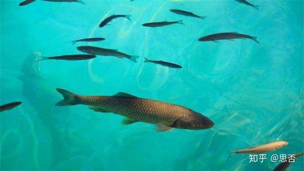 英文外刊 最有营养的鱼是什么 知乎
