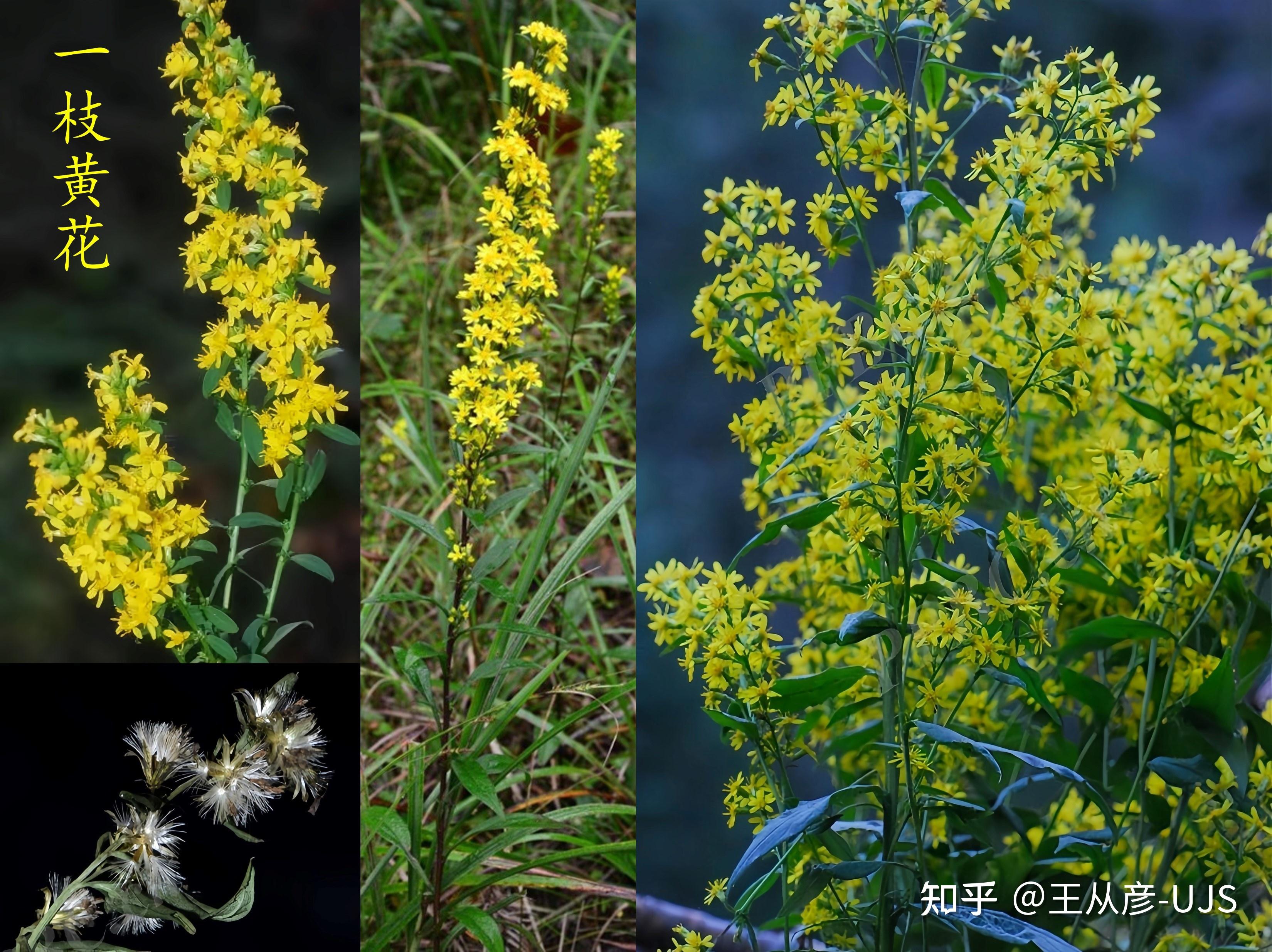 我花开后百花杀 满城尽带黄金甲——入侵植物加拿大一枝黄花的繁殖体 - 知乎