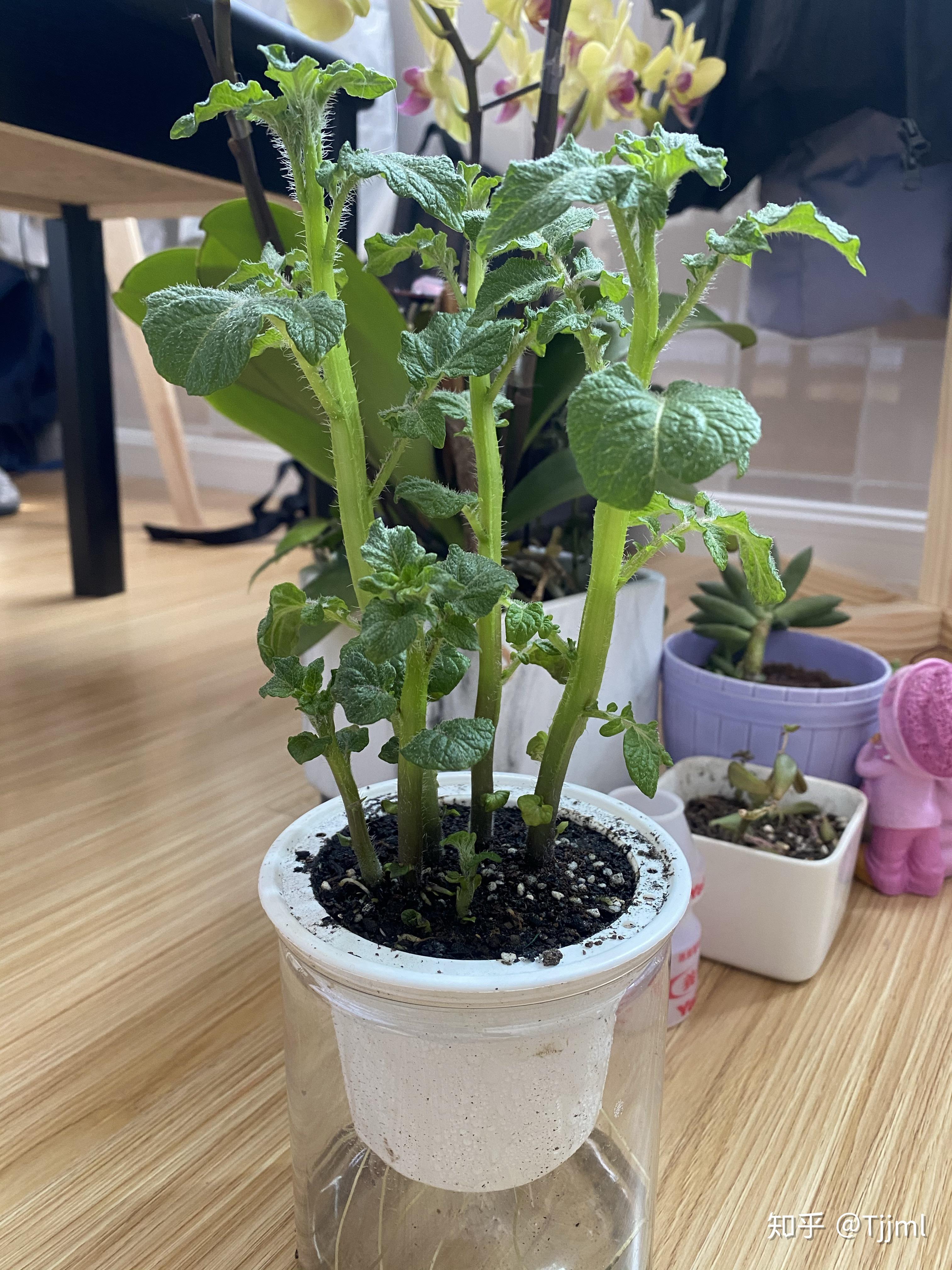 记录疫情期间居家种下的小土豆 - 知乎