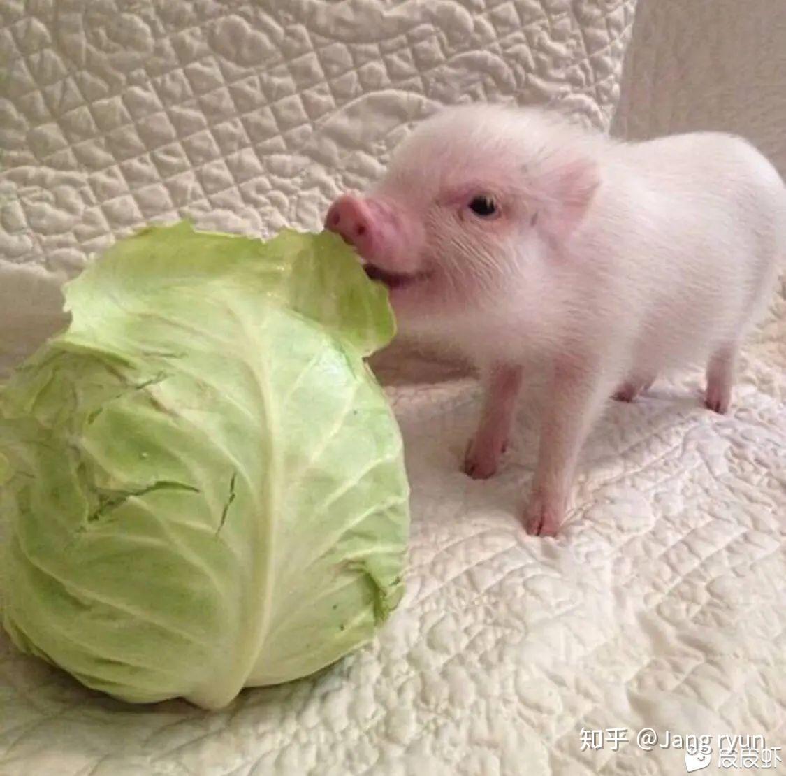 猪吃饭是什么样子的