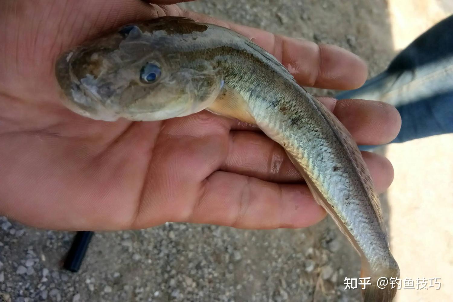 秋天钓海鲶鱼，那是非常的过瘾，秋季钓海鲶鱼的4个技巧 - 知乎