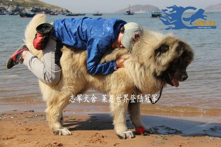 什么狗可以当马骑?