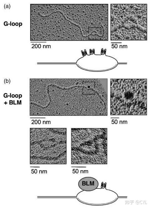 【文献翻译】RecQ家族解旋酶中一个保守的G4 DNA结合域 - 知乎