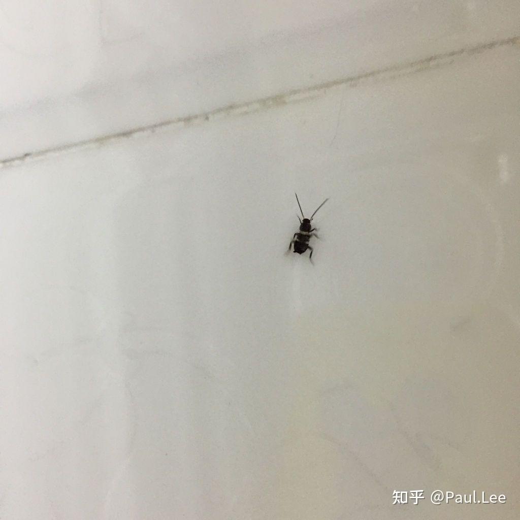 请问这是蟑螂的幼虫吗?用纸按了好几次还不死 ? - 知乎