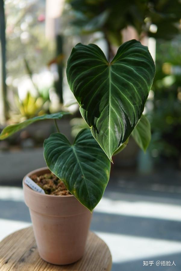 关于蔓绿绒的一些养护问答