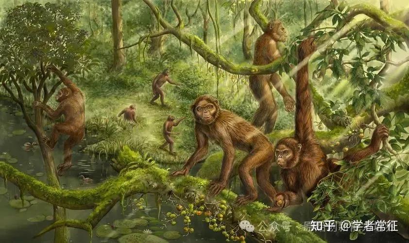 [上篇]古猿是如何变成人的 - 知乎