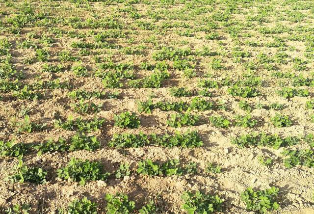 种了3年的花生地想继续重茬种植如何降低存在的风险