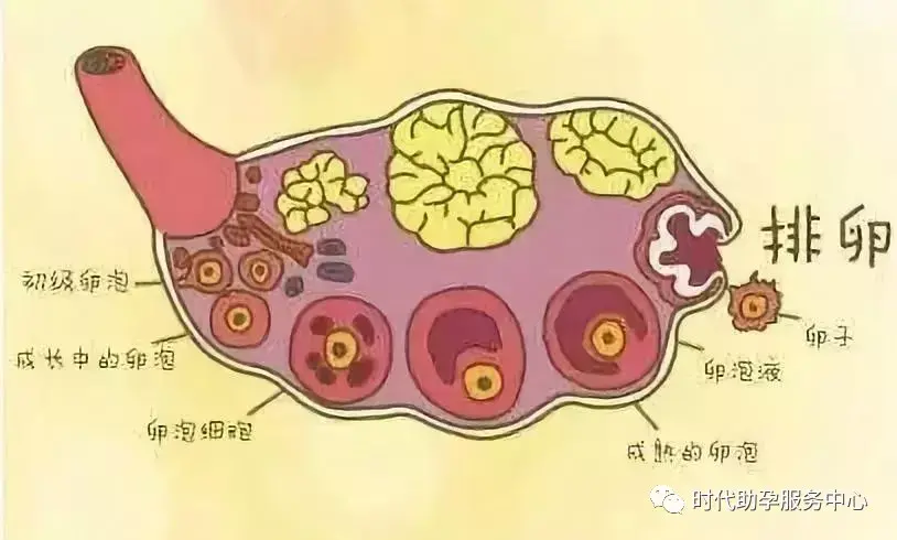 排卵是育齡女性每個月都會有的正