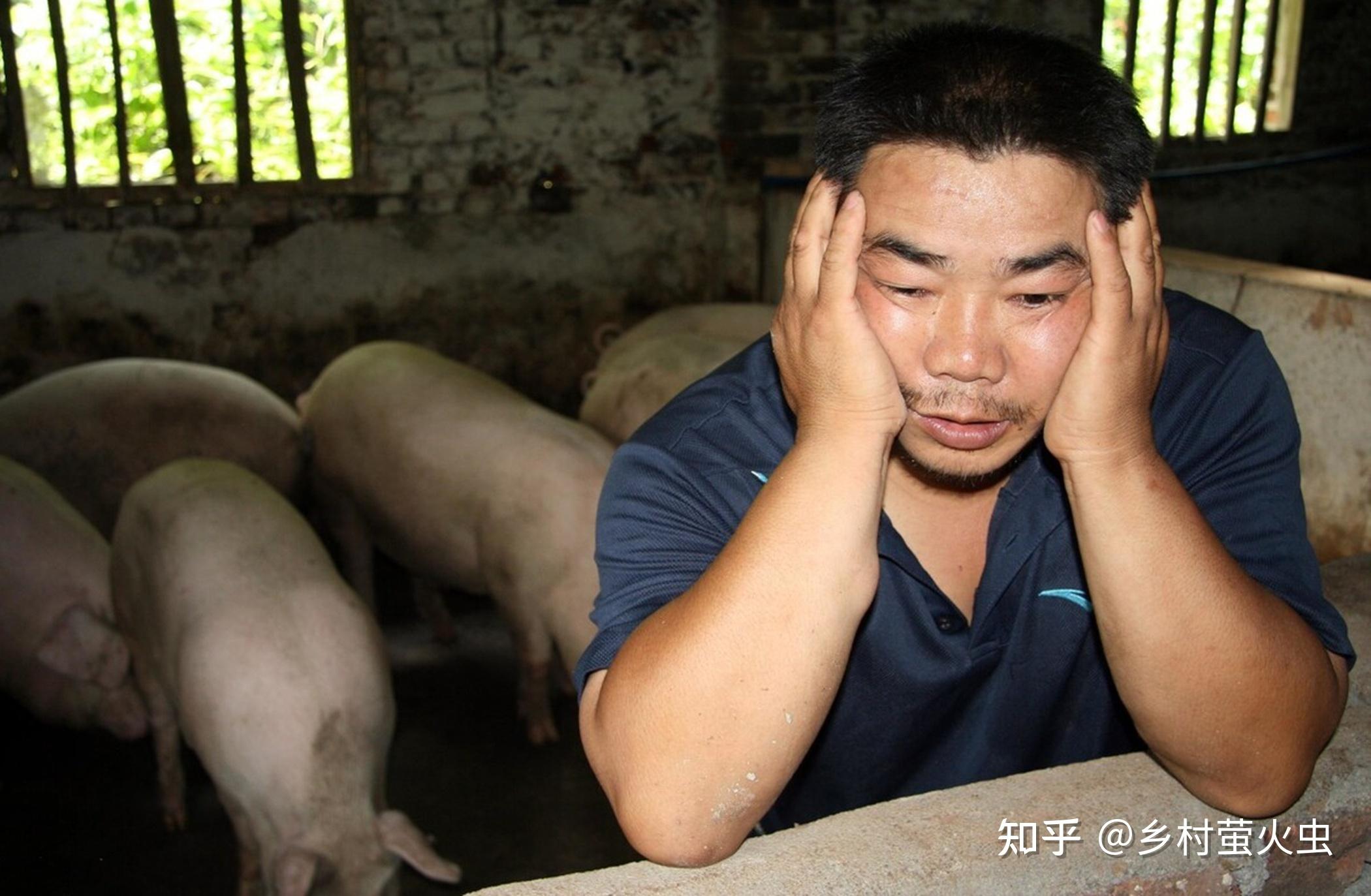 0元/斤的价格滑落,完全超出了养猪户的预期