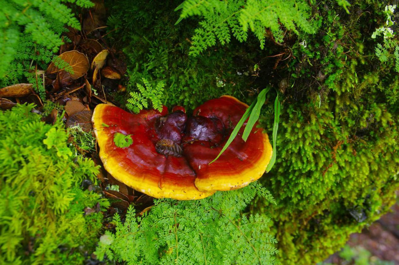 山野藏珍馐:松杉灵芝 - 知乎