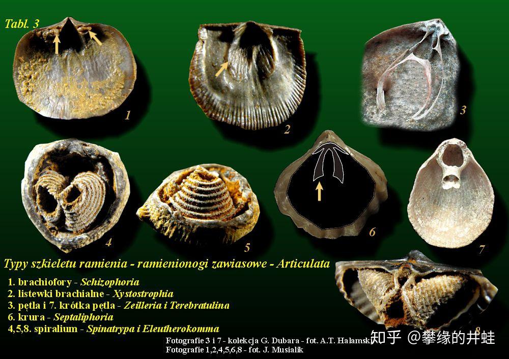 【地球演义】寒武纪的余烬：腕足动物篇 - 知乎