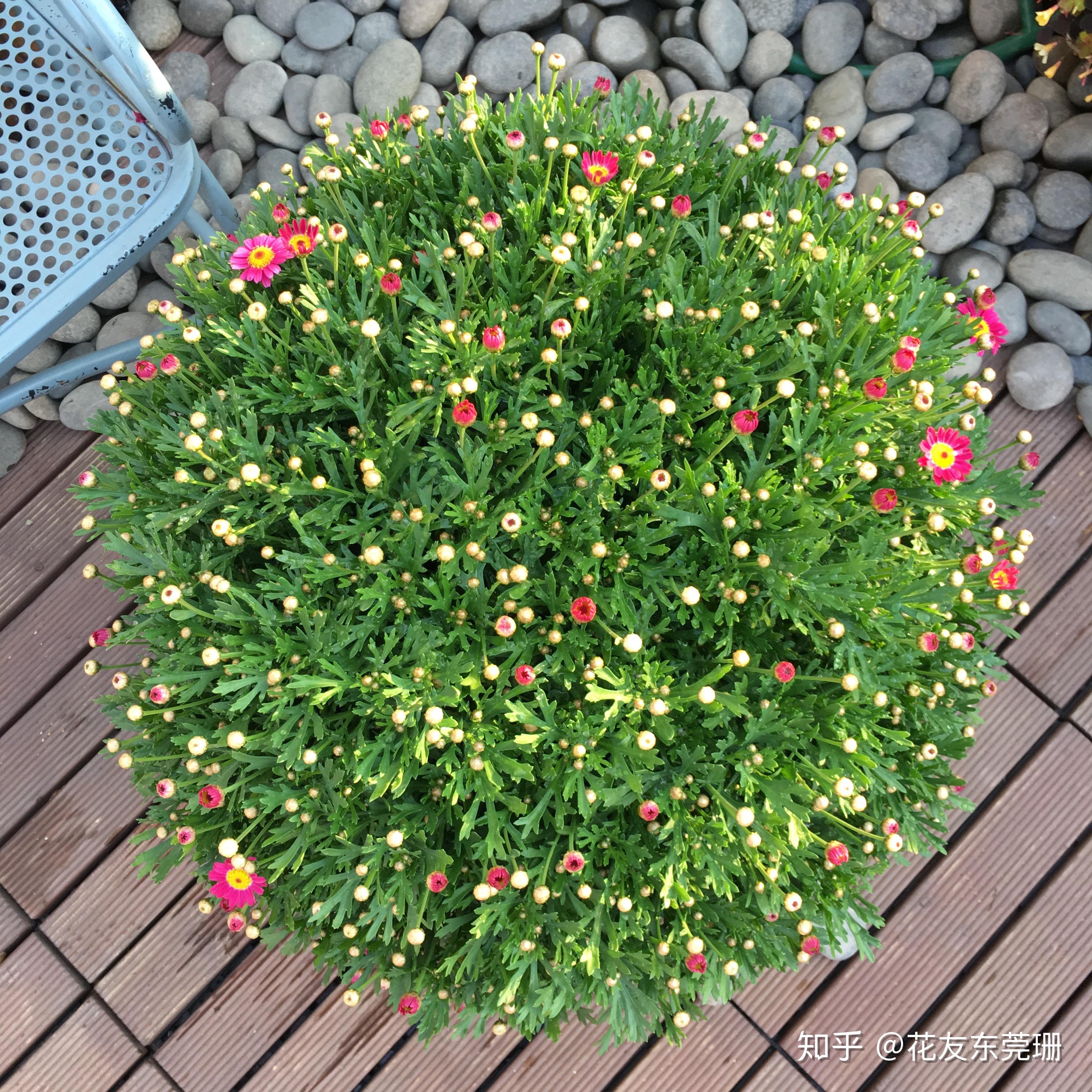 东莞珊种植分享2017版玛格丽特种植成球笔记