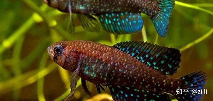 这37种鳉鱼观赏度爆表!