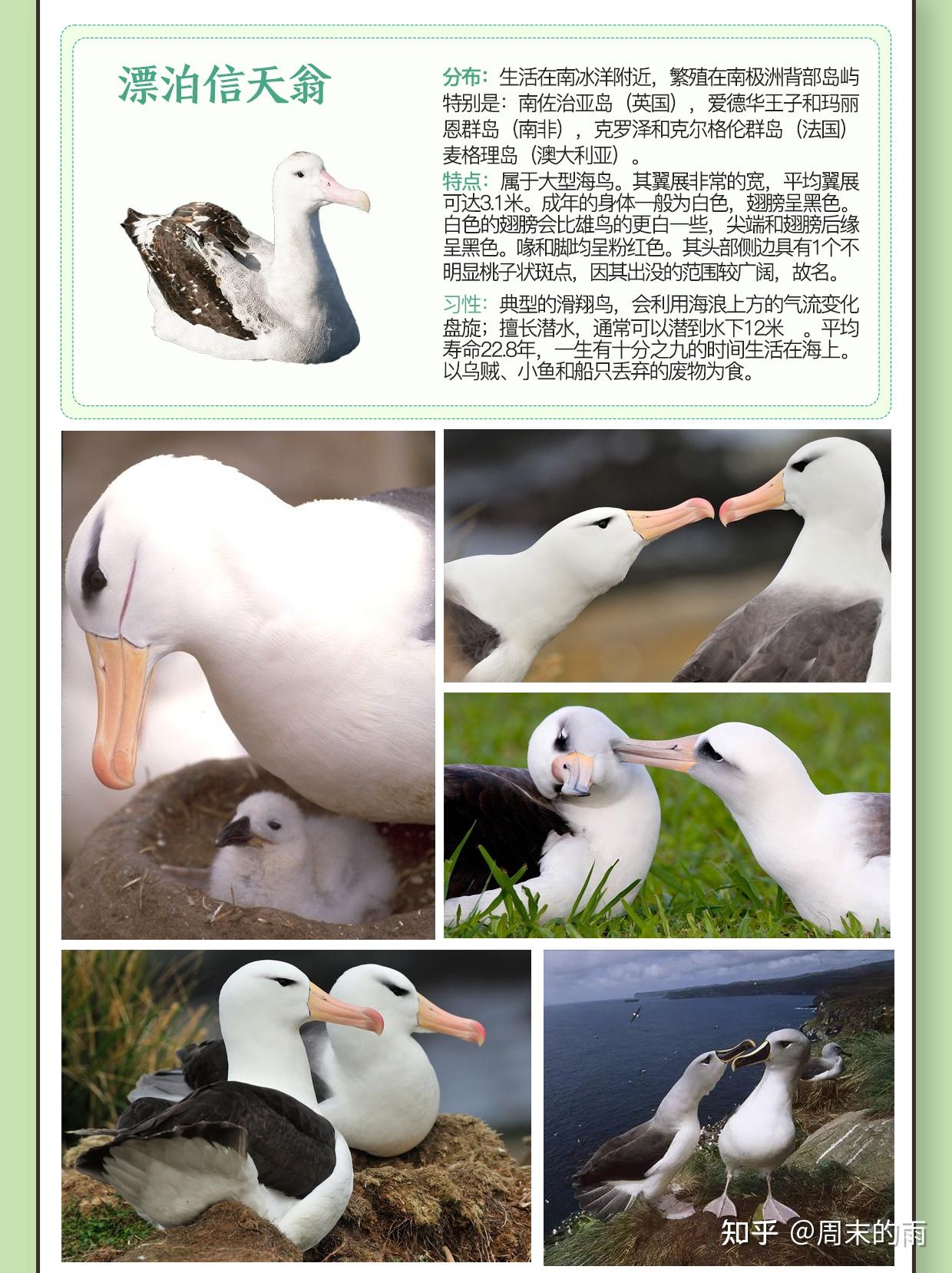 长寿又忠贞的动物-----信天翁 - 知乎