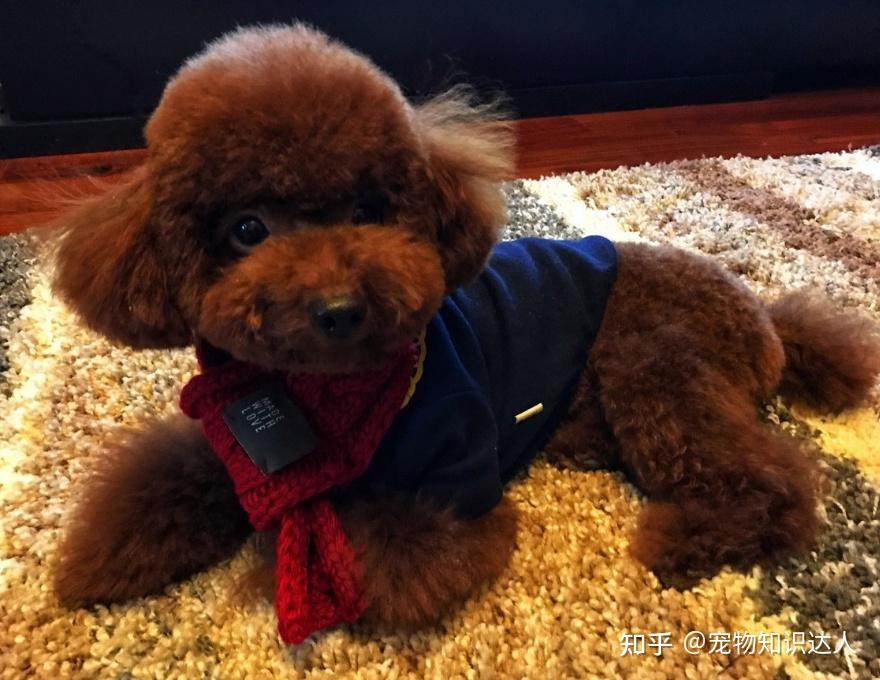 养过最后悔的狗,就是“泰迪犬”! - 知乎