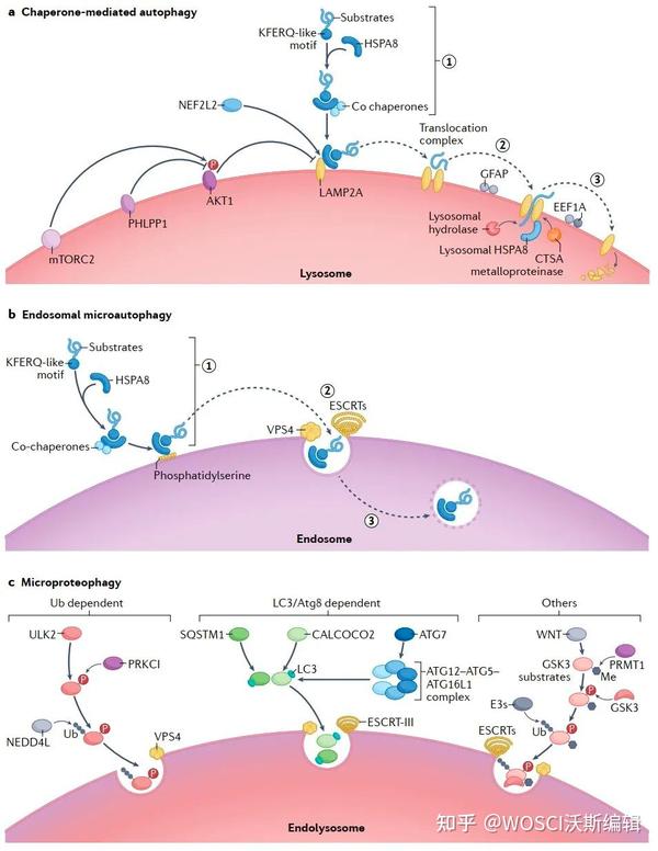 Nature综述 (IF=94) | 湖南大学全面汇总微自噬的研究进展，为微自噬相关疾病治疗提供重要参考 - 知乎