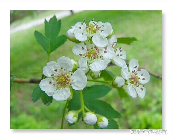 山楂花图片 山楂花花语 山楂花花语及寓意