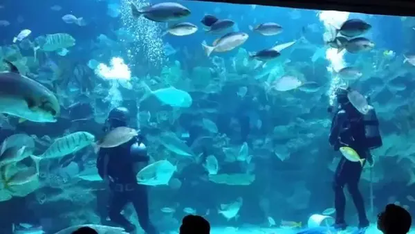 马来西亚的特色水族馆和主题乐园 知乎