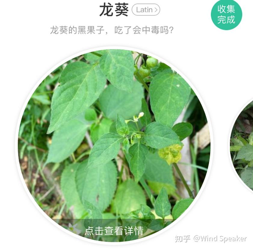 龙葵