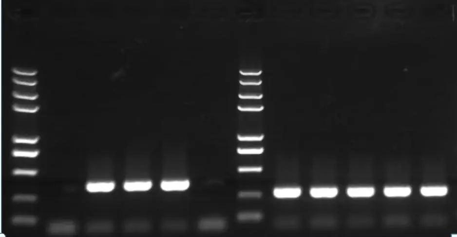【从RNA提取到qPCR】实时荧光定量PCR背景介绍 - 知乎