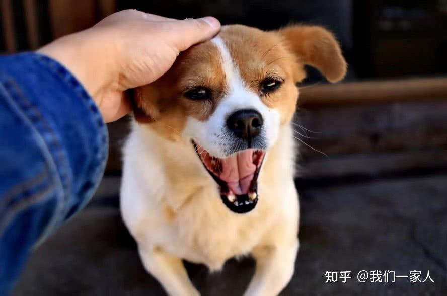 狗为什么喜欢被主人摸肚皮 v2-967b8e17fa53f20291a2445633f3a67a_r.jpg