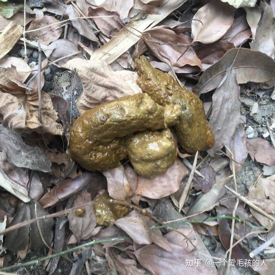 狗狗大便偏软怎么回事