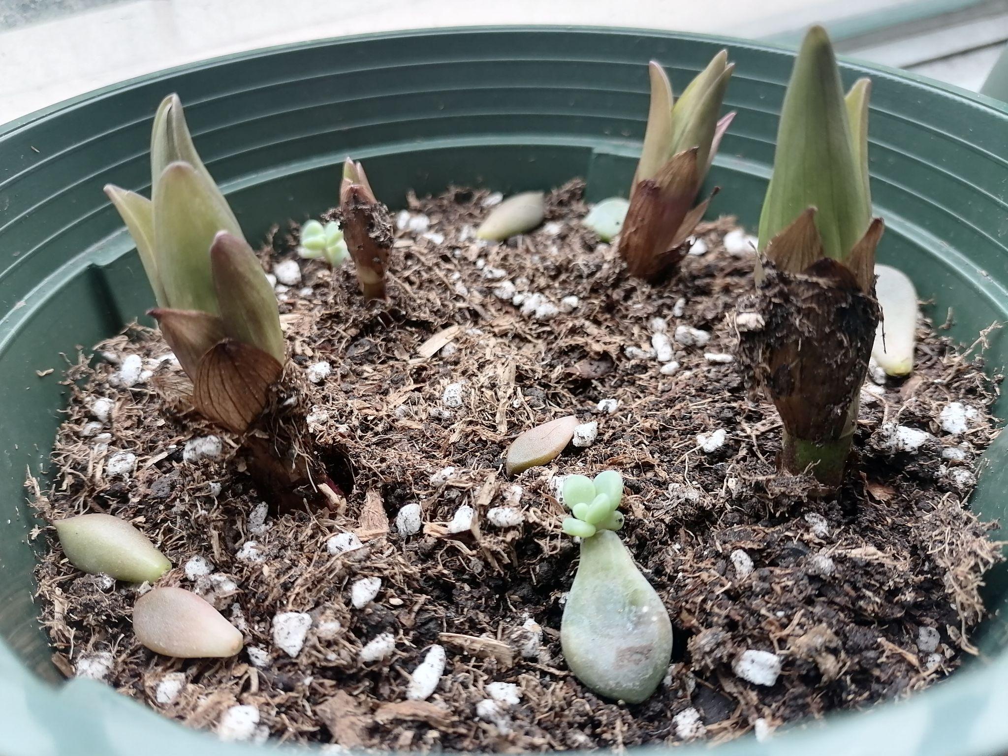 新手小白种粉百合