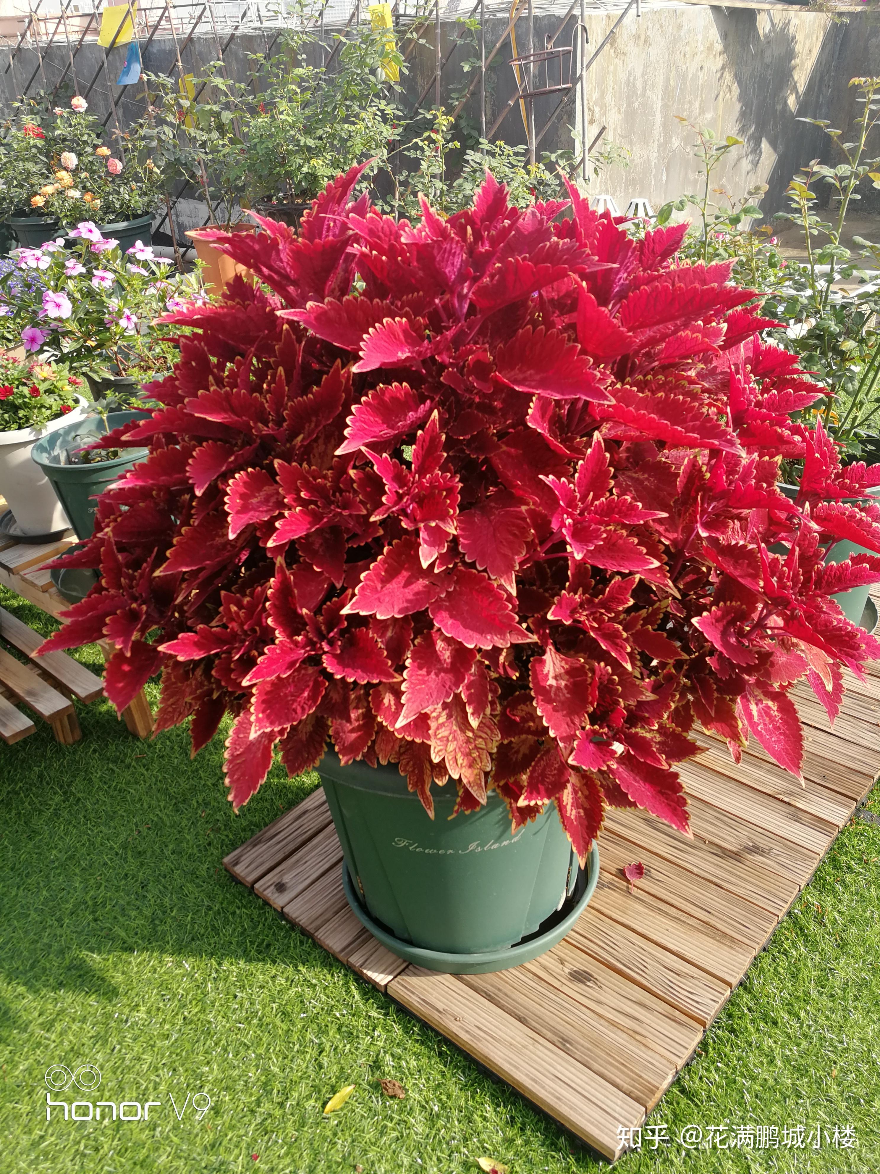 彩叶草——又名老来少的观叶花卉 - 知乎