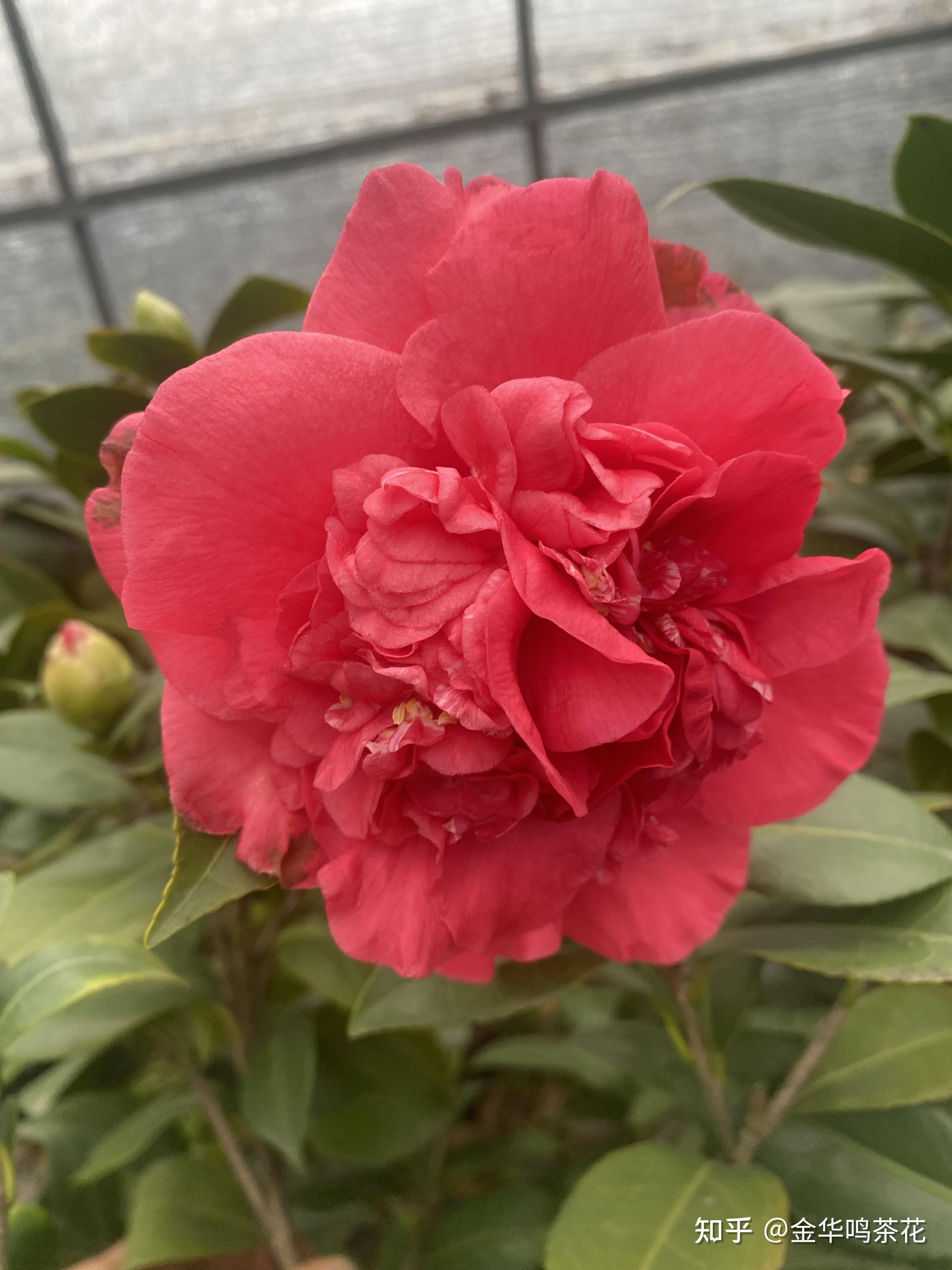 彩虹天使茶花 - 知乎