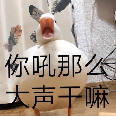 人的餐桌上站了起来…… 就这样,闷声发大财,鸭鸭在表情包界一夜成名