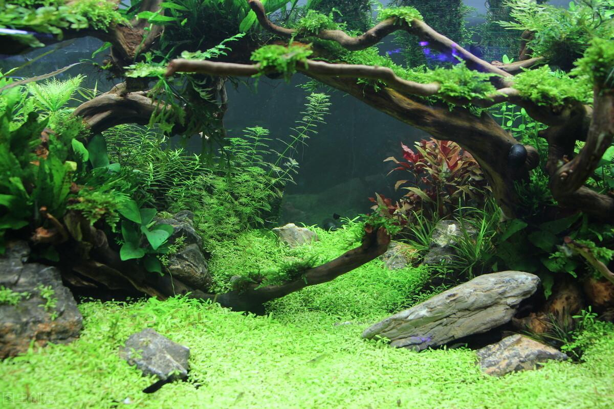 鱼缸造景石怎么选择和摆放?这4个方面,你需要重点注意 - 知乎