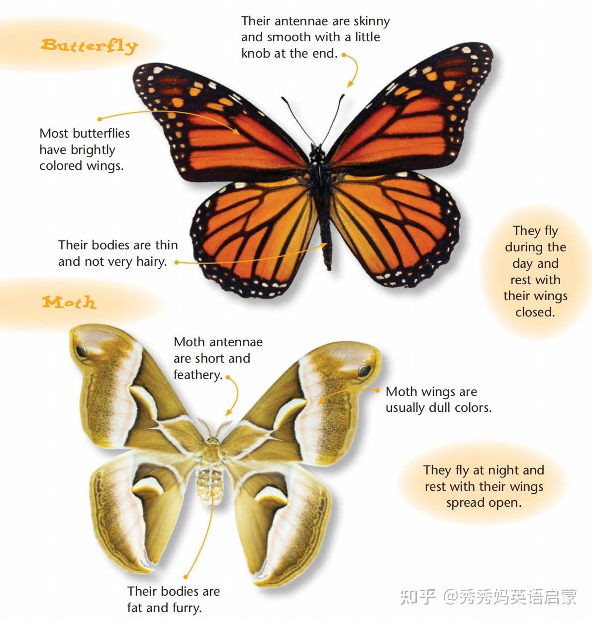 飞蛾名称图片大全图片