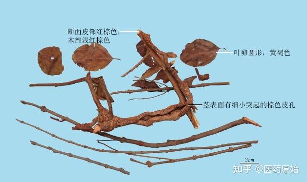 带你识别桑寄生 - 知乎