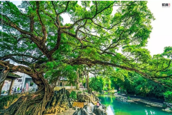 黄姚古镇参天大树非常多,虬枝横斜,卧在水边,几十年数百年如一日,这里