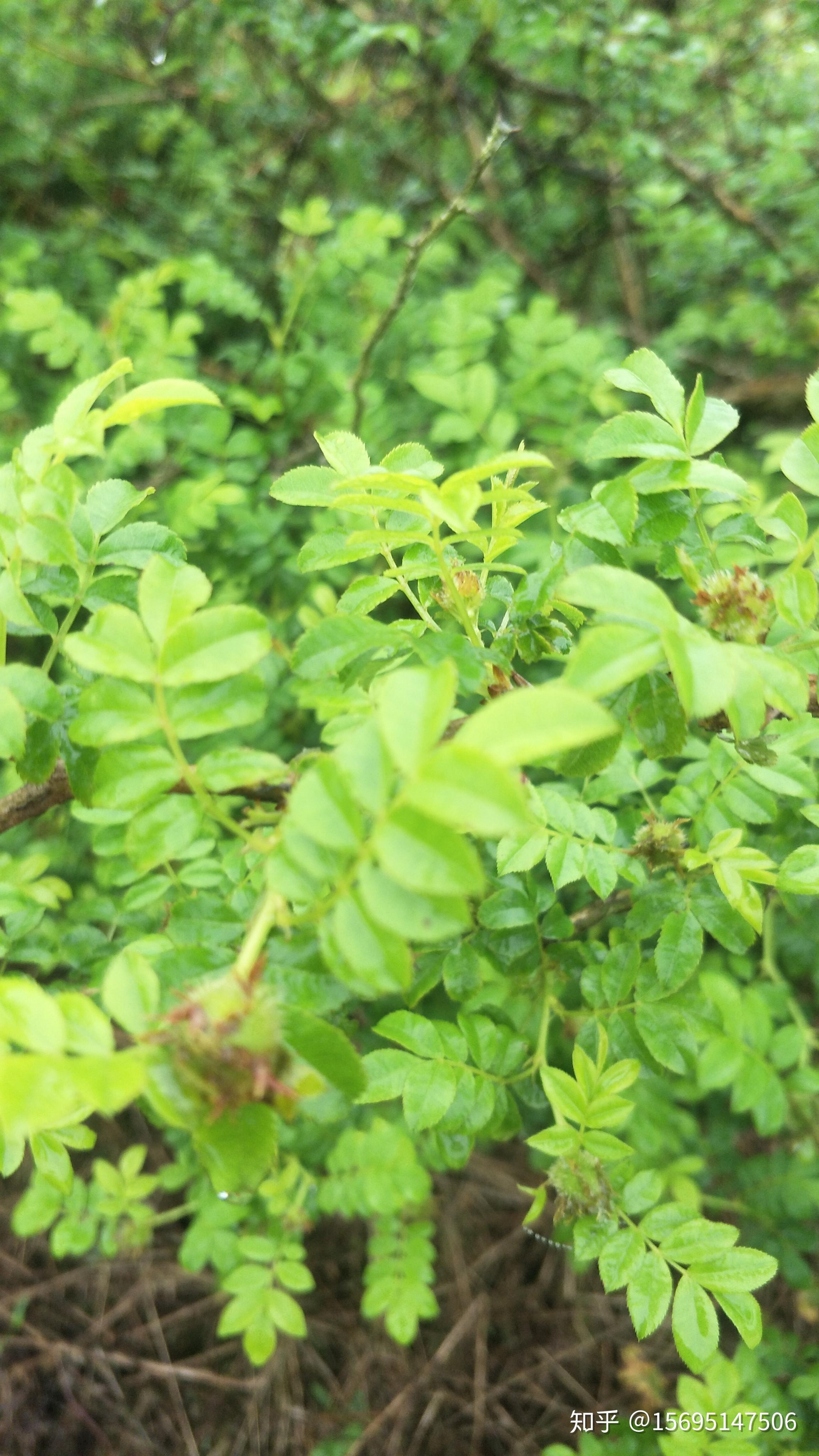 村民给刺梨除草种点蔬菜吃吃挺好的