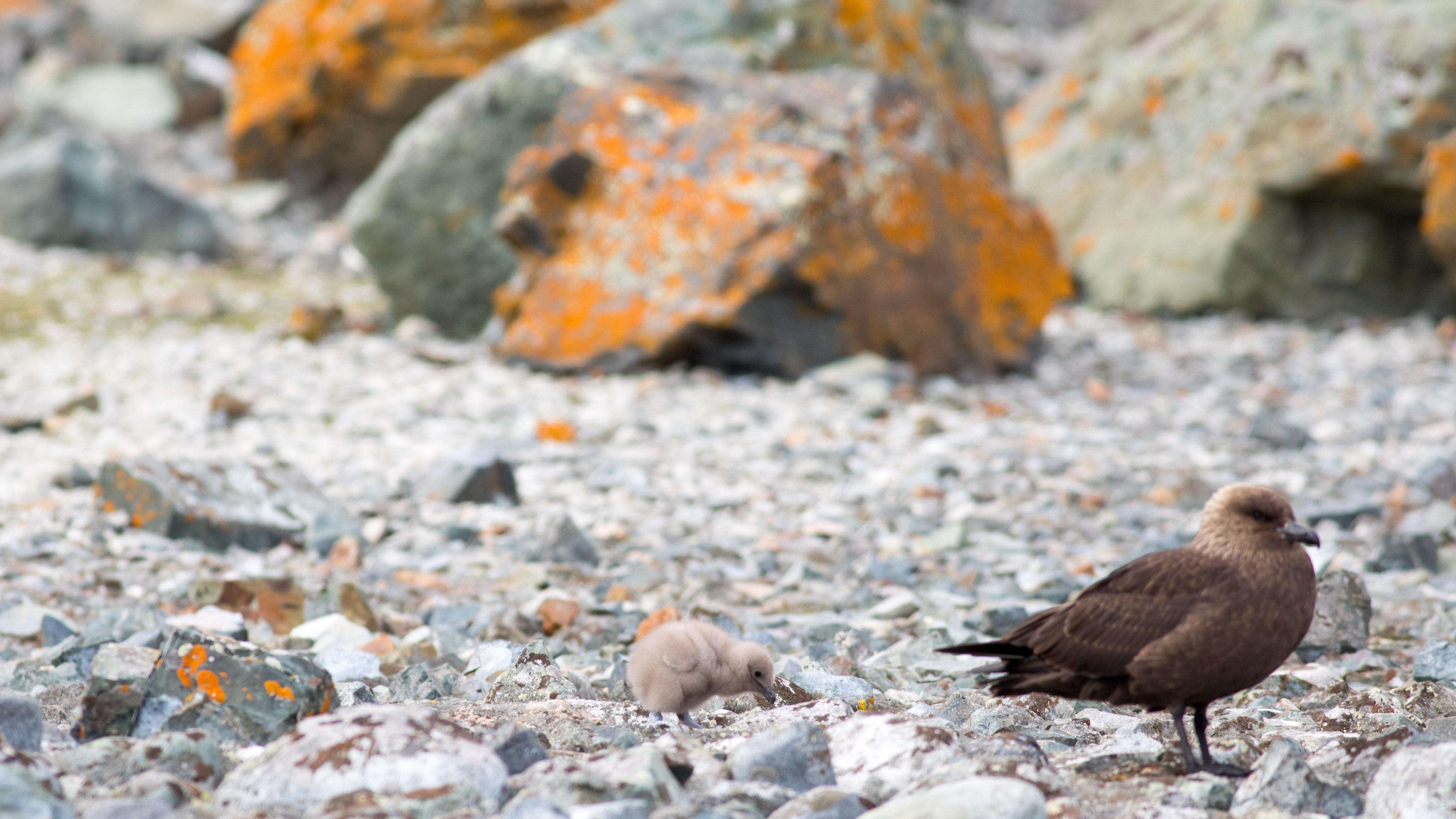 南極鸕鷀 antarctic shag leucocarbo bransfieldensis南極鸌的輪舞