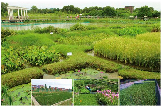 技术水环境生态修复技术